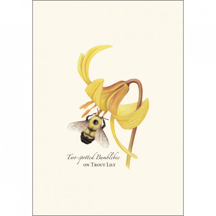 Bumblebee Notecard Assortment - Image 3