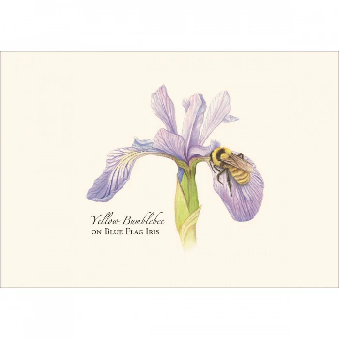 Bumblebee Notecard Assortment - Image 4