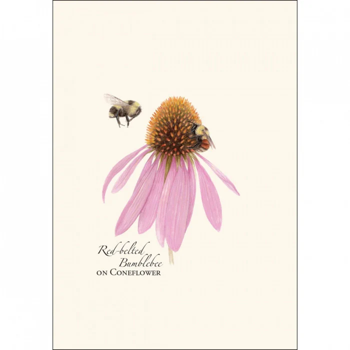 Bumblebee Notecard Assortment - Image 5