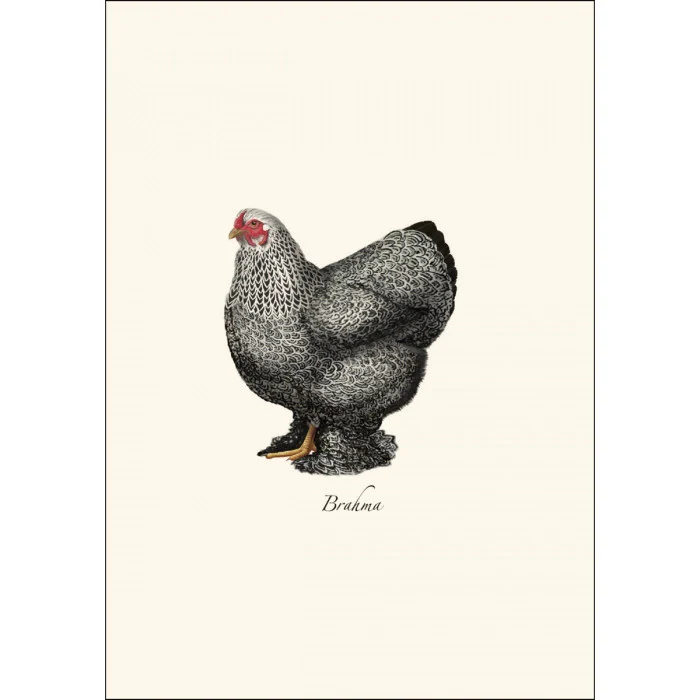 Chicken Notecard Assortment - Image 2