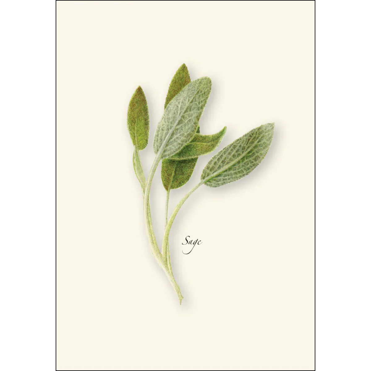 Herb Notecard Assortment - Image 3