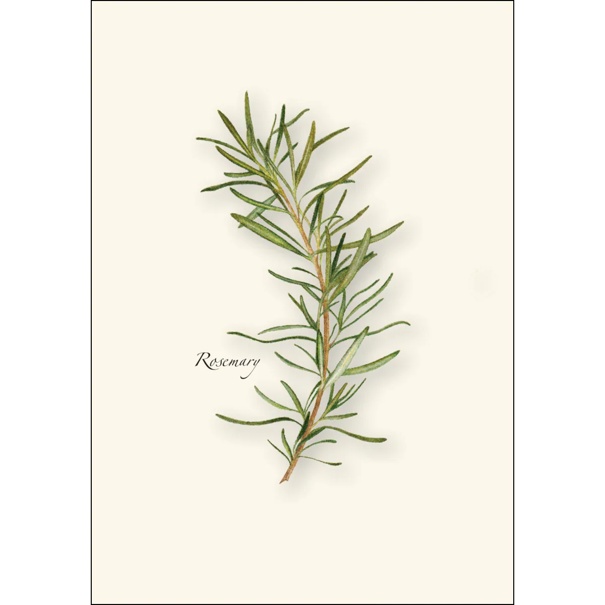Herb Notecard Assortment - Image 4
