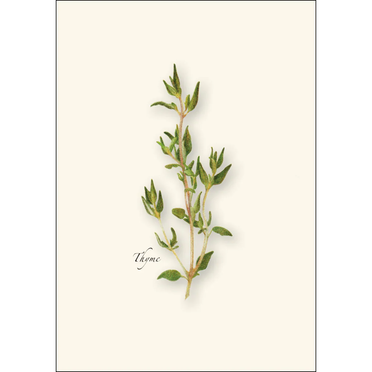 Herb Notecard Assortment - Image 5