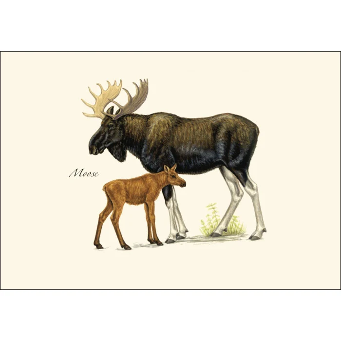 Mammal Notecard Assortment - Image 2
