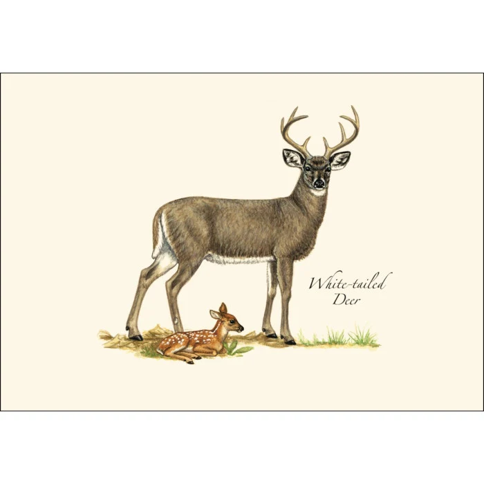 Mammal Notecard Assortment - Image 4