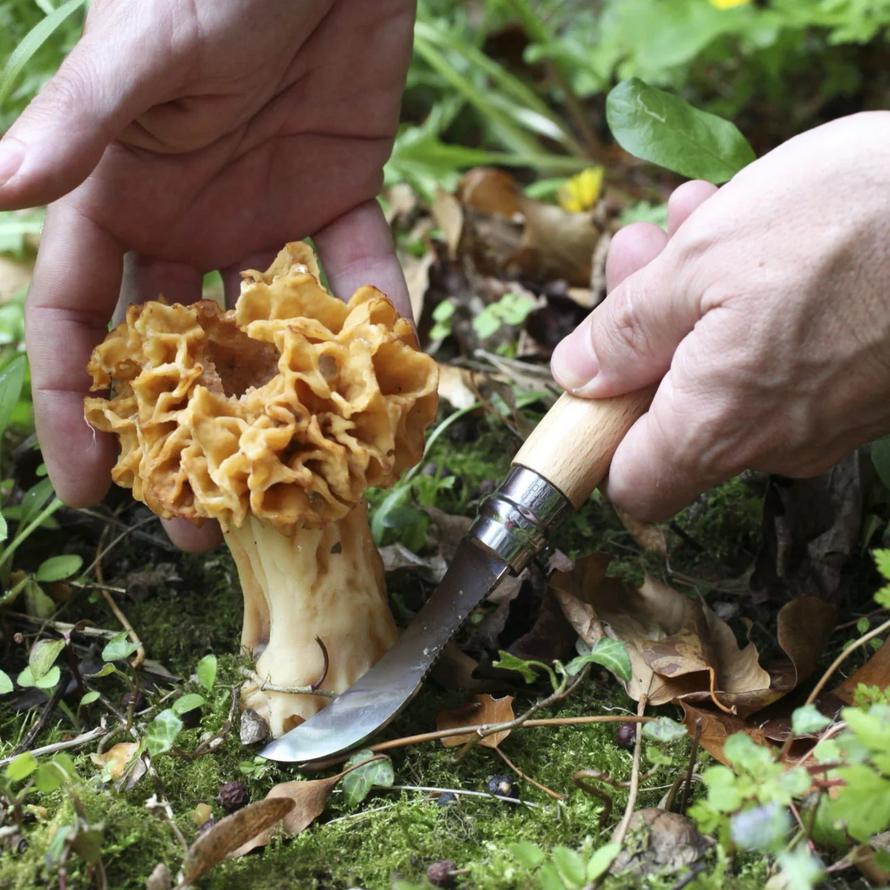 No. 08 Mushroom Knife - Image 3